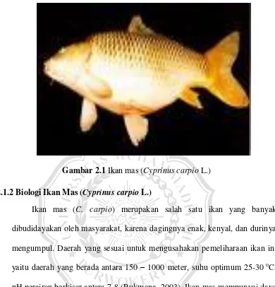 Gambar 2.1 Ikan mas (Cyprinus carpio L.) 