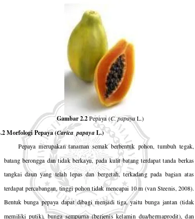Gambar 2.2  Pepaya (C. papaya L.) 