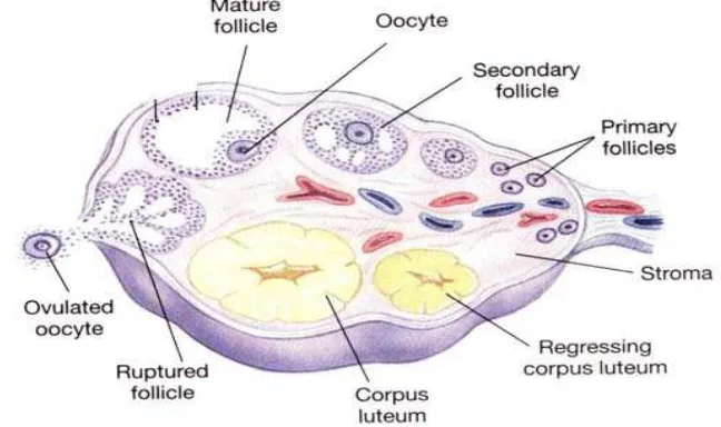Gambar 2.2. Proses folikulogenesis dan ovulasi di ovarium (Anwar, 2005). 