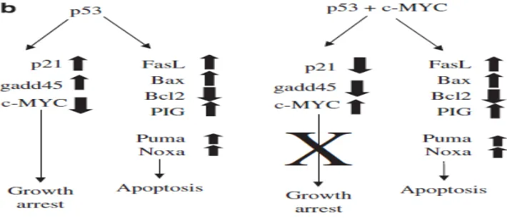 Gambar 2.3. C-myc bekerja sama dengan p53 dalam menghambat ekspresi dari gen- gen pertumbuhan (Hoffman dan Liebermann, 2008)
