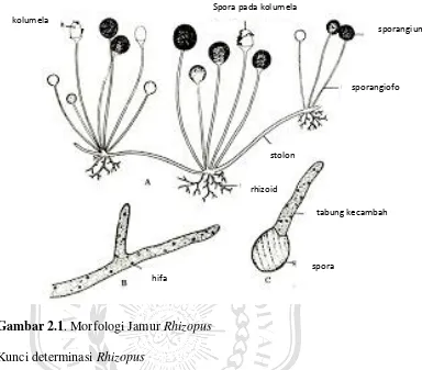 Gambar 2.1. Morfologi Jamur Rhizopus 