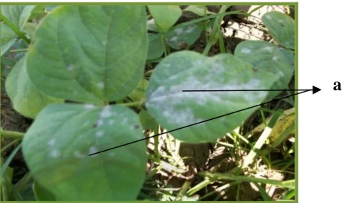 Gambar 3. Daun kacang hijau yang terserang penyakit embun tepung  Keterangan: a.  Bercak putih seperti tepung yang terdapat pada permukaan atas daun 