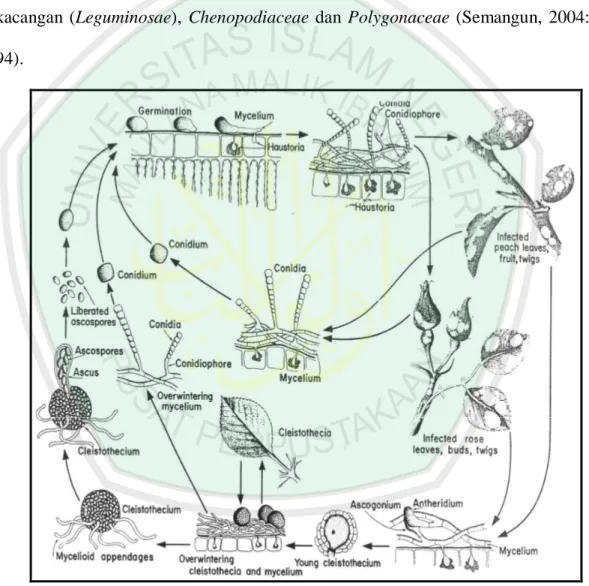 Gambar 4. Siklus hidup penyakit embun tepung pada bunga mawar (Agrios,1997: 264). 