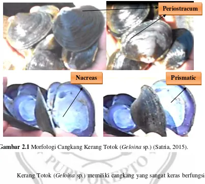 Gambar 2.1 Morfologi Cangkang Kerang Totok (Geloina sp.) (Satria, 2015). 