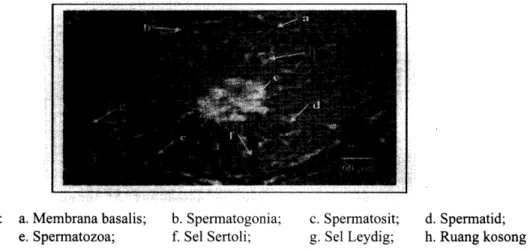 Gambar  2.  Penampang  melintang  tubulus  testis  tikus  sawah kelompok perlakuan  0r2  mV100  g  bb