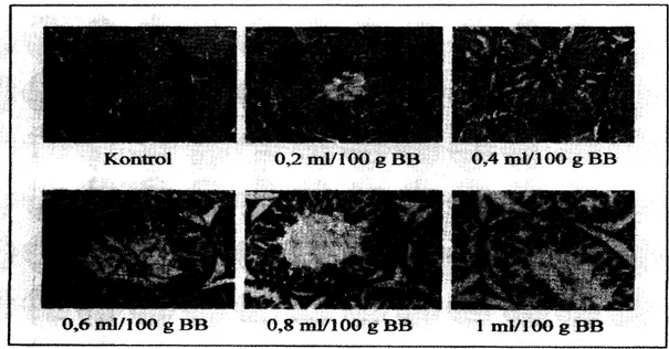 Gambar  7.  Perbandingan  kerusakan  struktur  tubulus  testis  tikus  sawah pada kelompok kontrol  dan perlakuan  dengan berbagai  dosis  ekstrak  etanol  biji jarak