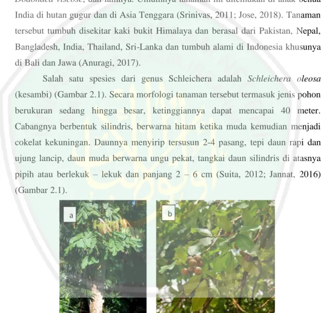 Gambar 2.1 Morfologi tanaman kesambi, a. Tanaman kesambi, b. Daun dan buah  kesambi (Useful Tropical Plants, 2014)