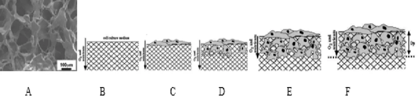 Diagram  cara  kerja  scaffold  dan  cara  untuk pertumbuhan selnya dapat dilihat  pada gambar 1.