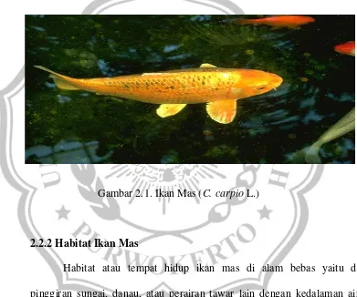 Gambar 2.1. Ikan Mas (C. carpio L.) 