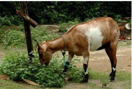 Gambar 1. Kambing Kacang 