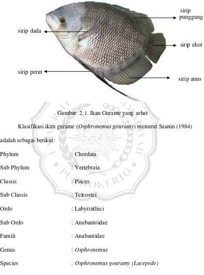 Gambar  2.1. Ikan Gurame yang sehat 