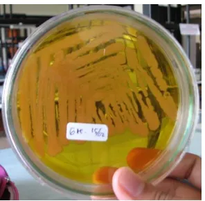 Gambar 2.2. Isolat Bakteri Aeromonas hydrophila (Sumber: Dok. Pribadi) 