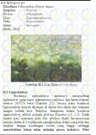 Gambar II.2 Alga Hijau (Green Algae) 