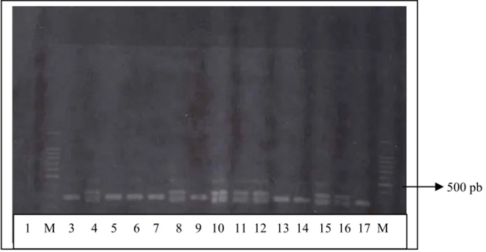Gambar 1. Pola pita promotor prolaktin pada ayam kampung  1    M    3     4    5     6    7     8    9   10   11  12   13  14   15  16  17  M  
