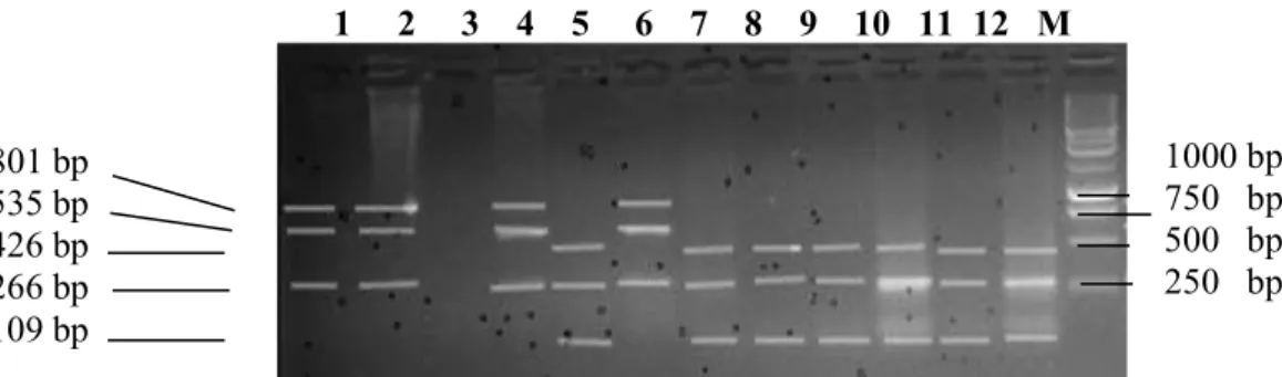Gambar 3. Hasil restriksi fragmen Gen GH menggunakan enzim MboII. 
