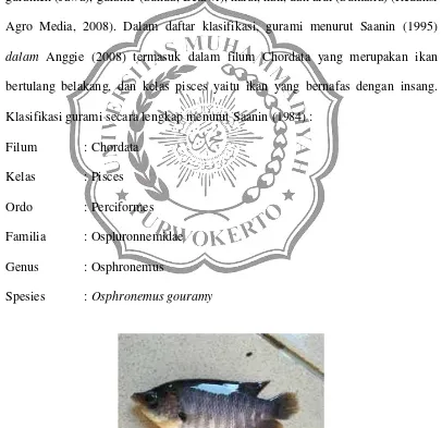 Gambar 2.1. Ikan Gurami (Osphronemus gouramy)