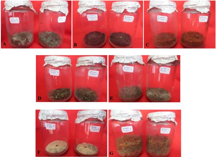 Gambar 1. Pertumbuhan Trichoderma sp. pada setiap media perbanyakan pada 7 HSI; (A) Media ampas kulit biji mete; (B) Media serbuk gergaji; (C) Media jagung; (D) Media dedak; (E) Media beras; (F) Media