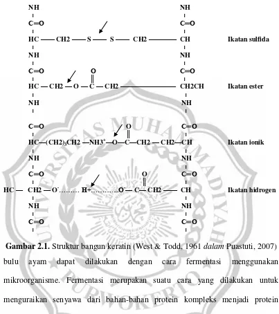 Gambar 2.1. Struktur bangun keratin (West & Todd, 1961 dalam Puastuti, 2007) 
