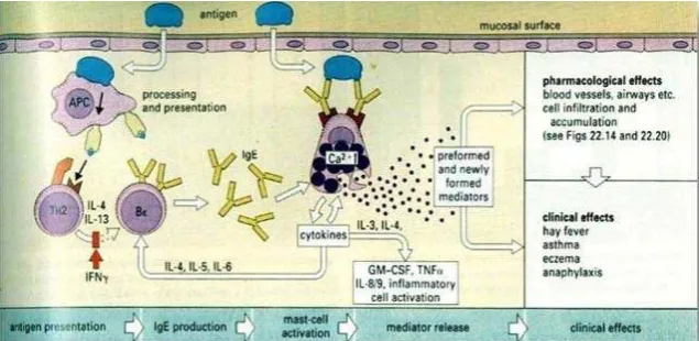 Gambar 2.1 Mekanisme umum Hipersensitivitas Tipe I (Wahab, 2002). 