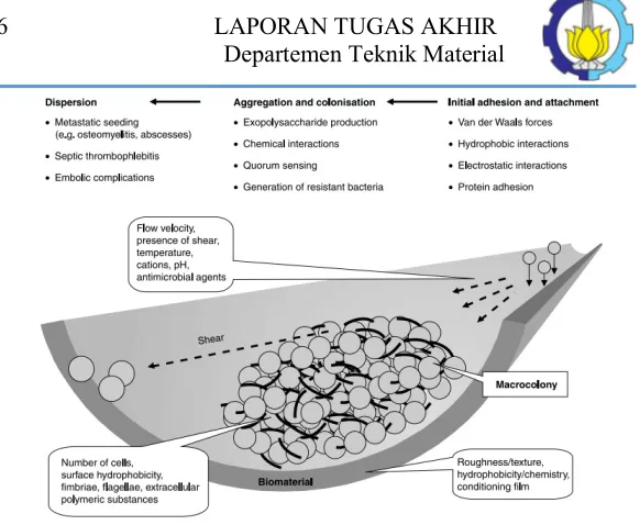 Gambar 2.1. Pathogenesis dari FBRIs: langkah pembentukan biofilm  pada permukaan polimer