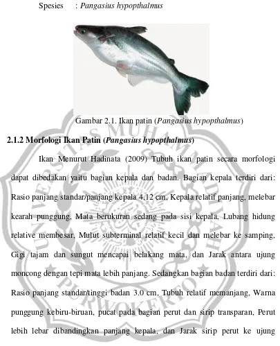 Gambar 2.1. Ikan patin (Pangasius hypopthalmus) 