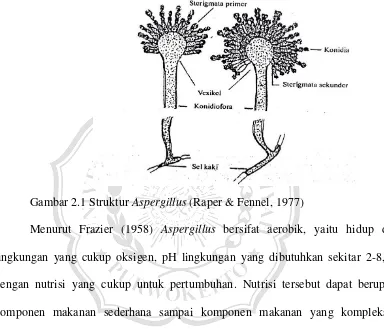 Gambar 2.1 Struktur Aspergillus (Raper & Fennel, 1977) 