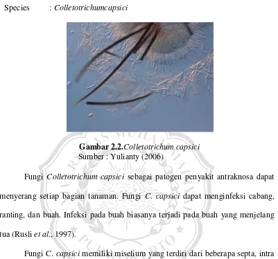 Gambar 2.2.Colletotrichum capsici 