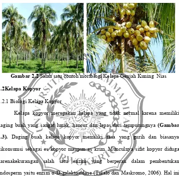 Gambar 2.2   Salah satu contoh morfologi Kelapa Genjah Kuning  Nias