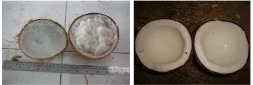 Gambar 2.3   Perbandingan buah kopyor dengan buah normal