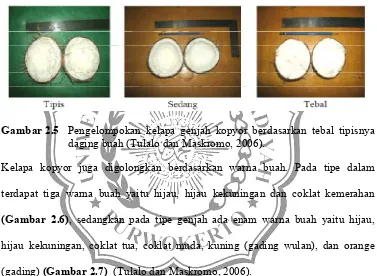Gambar 2.5Pengelompokan kelapa genjah kopyor berdasarkan tebal tipisnya