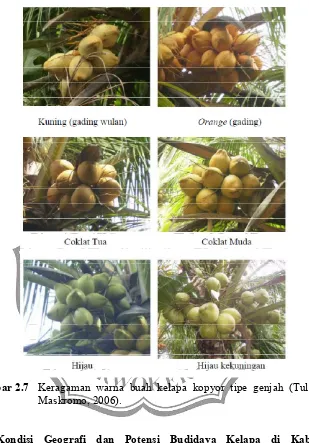 Gambar 2.7Keragaman warna buah kelapa kopyor tipe genjah (Tulalo dan