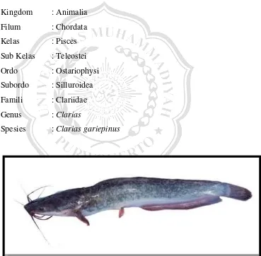 Gambar 2.1 Ikan lele dumbo (Clarias gariepinus) 