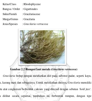 Gambar 2.2 Rumput laut merah (Gracilaria verrucosa) 
