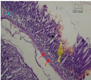 Gambar  4.  Gambaran  mikroskopik  lambung  tikus  wistar kelompok III. Tampak terjadi sel-sel regenerasi  (panah merah) 