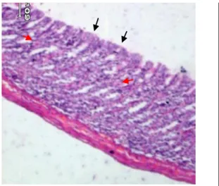 Gambar  5.  Gambaran  mikroskopik  lambung  tikus  wistar  kelompok  III.  Tampak  adanya  sel-sel  radang  dalam  jumlah  sedikit  (panah  merah),  edema  (panah  biru), dan sel-sel regenerasi (panah hitam)