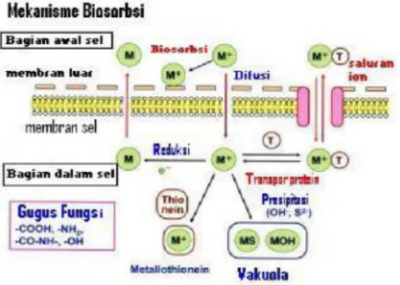 Gambar  1.  Mekanisme  Biosorpsi  pada  Sel  Mikro- Mikro-organisme  