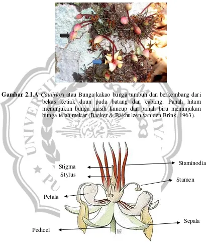 Gambar 2.1.A Cauliflori atau Bunga kakao bunga tumbuh dan berkembang dari 