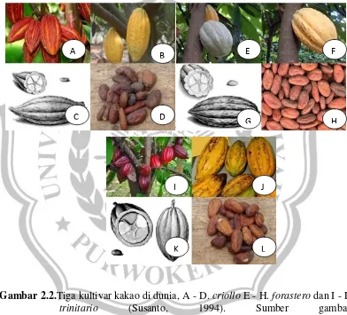 Gambar 2.2.Tiga kultivar kakao di dunia, A - D. criollo E - H. forastero dan I - L 
