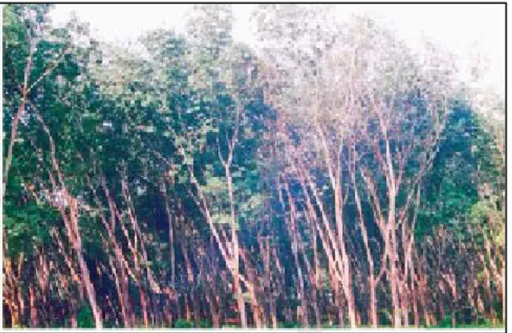 Gambar 2.6. Tanaman karet menjadi primadona perkebunan di negara  Tropis  sejak tahun 1864
