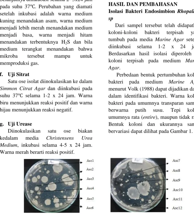 Gambar 1. Berbagai bentuk koloni isolat bakteri yang diisolasi dari tunikata Rhopalaea sp