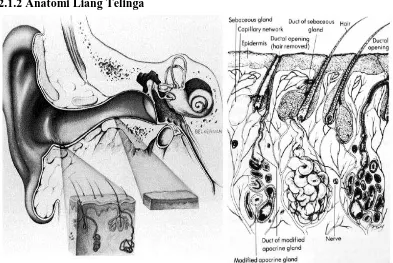 Gambar 2.2 Anatomi liang telinga 