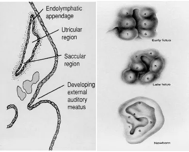 Gambar 2.3 Skema perkembangan embriologi telinga luar 