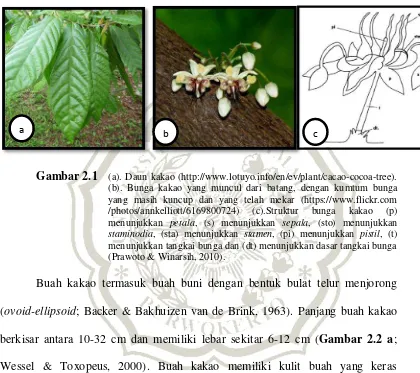 Gambar 2.1 (a). Daun kakao (http://www.lotuyo.info/en/ev/plant/cacao-cocoa-tree).    