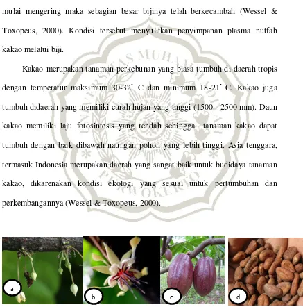 Gambar 2.2: (a) kuncup bunga kakao (https://varuninamdar.wordpress.com /2014/05/01/cocoa-flowers/) (b) bunga kakao yang telah mekar; (http://imgbuddy.com/cacao-tree-flower.asp) (c) buah kakao; (d) biji kakao (http://www.lotuyo.info/en/ev/plant/cacao-cocoa-