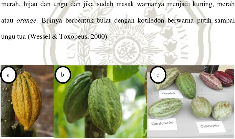 Gambar 2.3 :a. Kakao kultivar Criollo (http://www.amanochocolate.com /blog/theobroma-cacao-the-tree-of-life-varieties-ofcacao/)