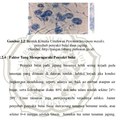 Gambar 2.2  Bentuk Konidia Cendawan Peronosclerospora maydis,  