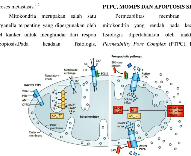 Gambar  1.  Induksi  MPT  terhadap  MOMPS.  Aktivasi  PTPC,  menurunnya  transmembran  potensial  mitokondria  serta  MPT  akan  mengakibatkan  terjadinya  osmotic  sweeling