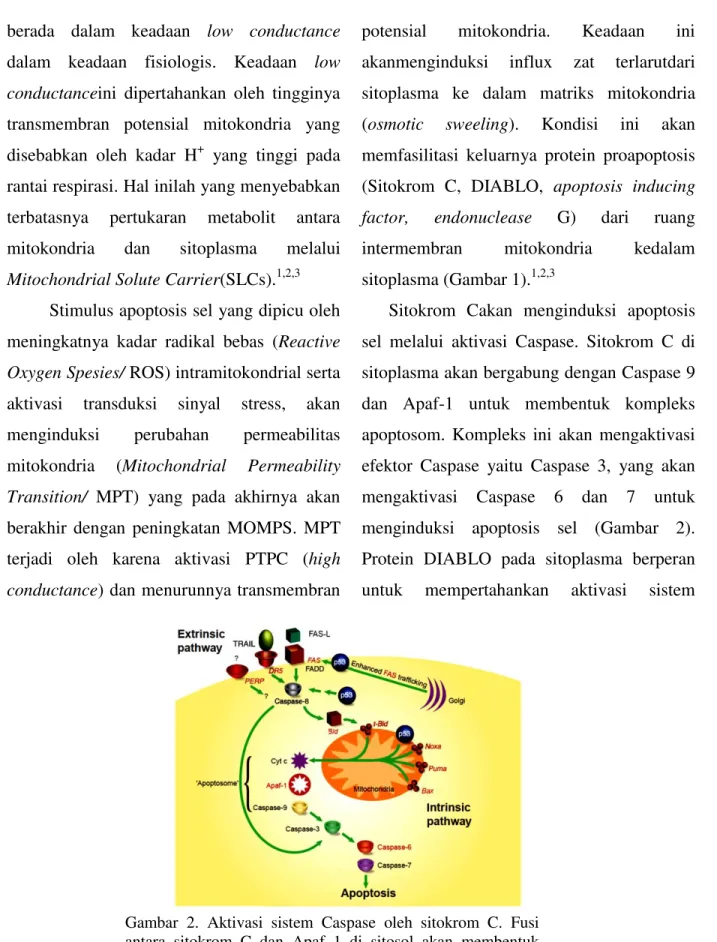 Gambar  2.  Aktivasi  sistem  Caspase  oleh  sitokrom  C.  Fusi  antara  sitokrom  C  dan  Apaf  1  di  sitosol  akan  membentuk  kompleks  apoptosom  yang  akan  mengaktivasi  Caspase  3