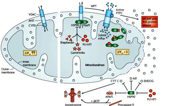 Gambar 3. Inhibisi apoptosis sel oleh protein HSP 90. Inhibisi apoptosis sel oleh protein HSP 90  terjadi  melalui  inaktivasi  PTPC  melalui  ikatan  antara  HSP90  dengan  TRAP1  dan  CYPD  intramitokondrial serta inhibisi protein proapoptosis intrasitop