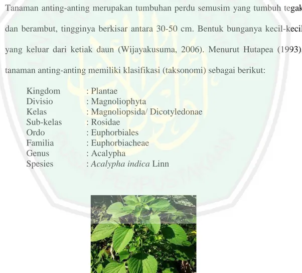 Gambar 2.1 Tanaman anting-anting (Acalypha Indica L) 
